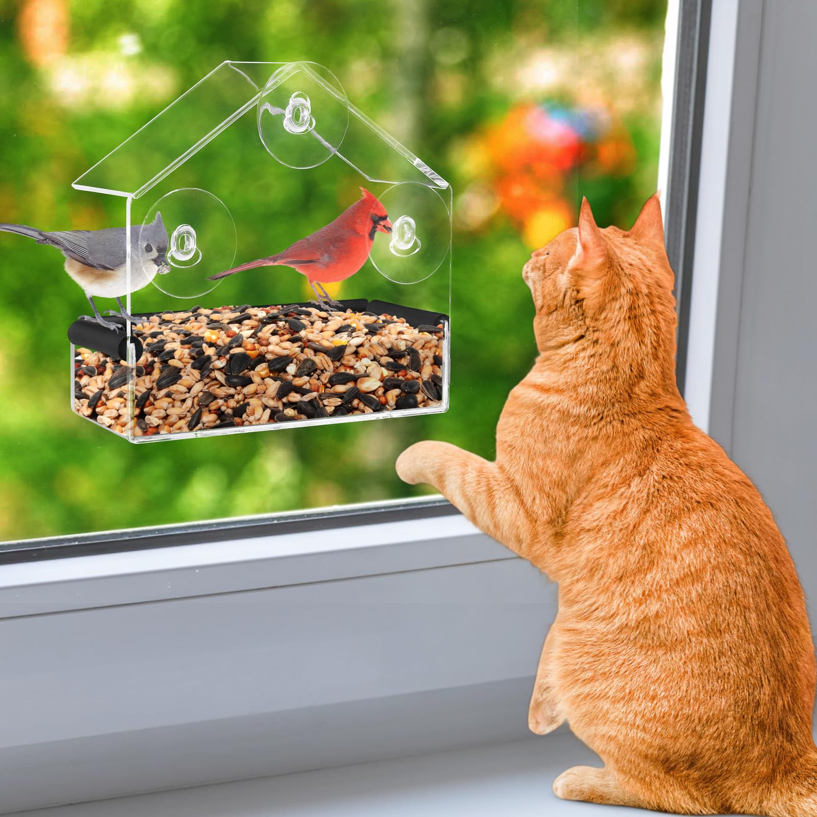 Nourrisseur d'oiseaux MEWTOGO pour fenetre — vue claire pour observer les oiseaux