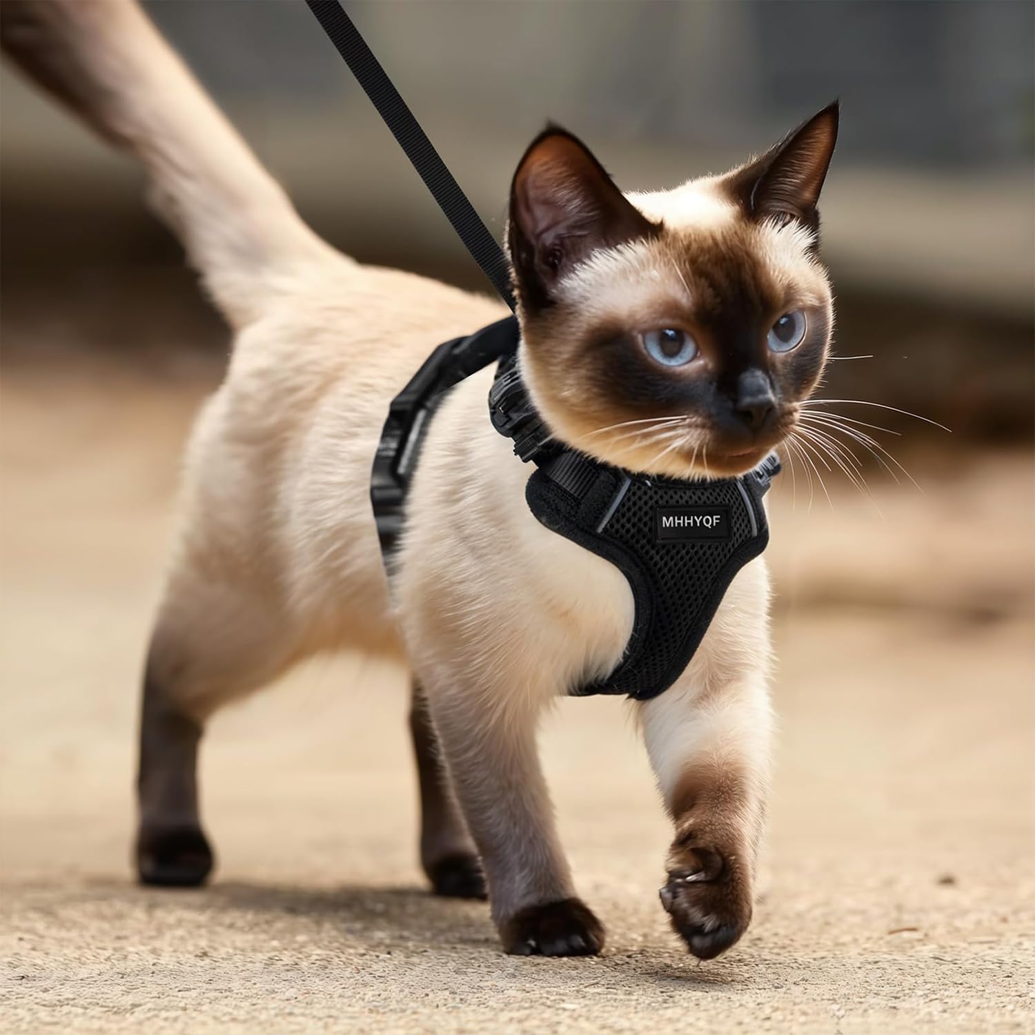 Kit harnais chat MHHYQF noir taille S, bandes réfléchissantes pour visibilité.