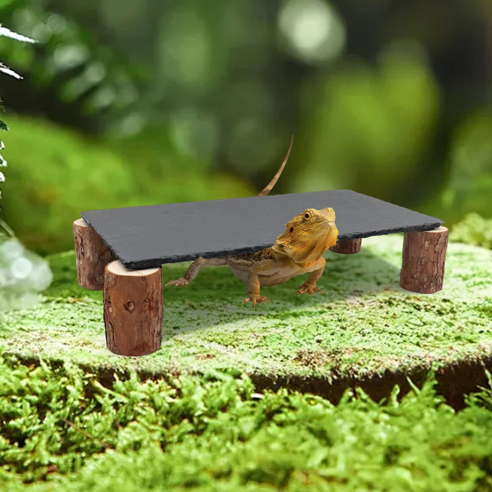 MHLLGN accessoires-habitat-reptiles: amélioration simple du cadre de vie.