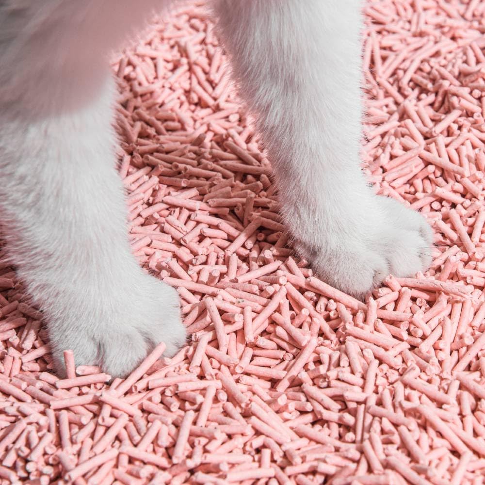 Michu Tofu Litière senteur pêche, expérience agréable pour chat et propriétaire.