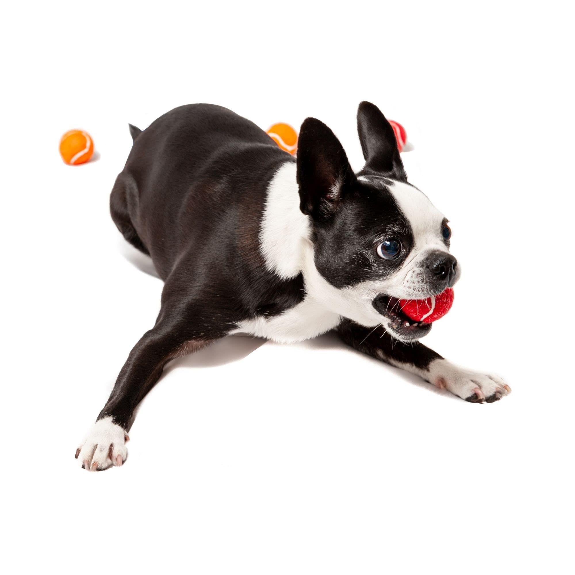 Midlee balles de tennis pour chien ensemble de 12 couleurs variées et faciles à repérer.