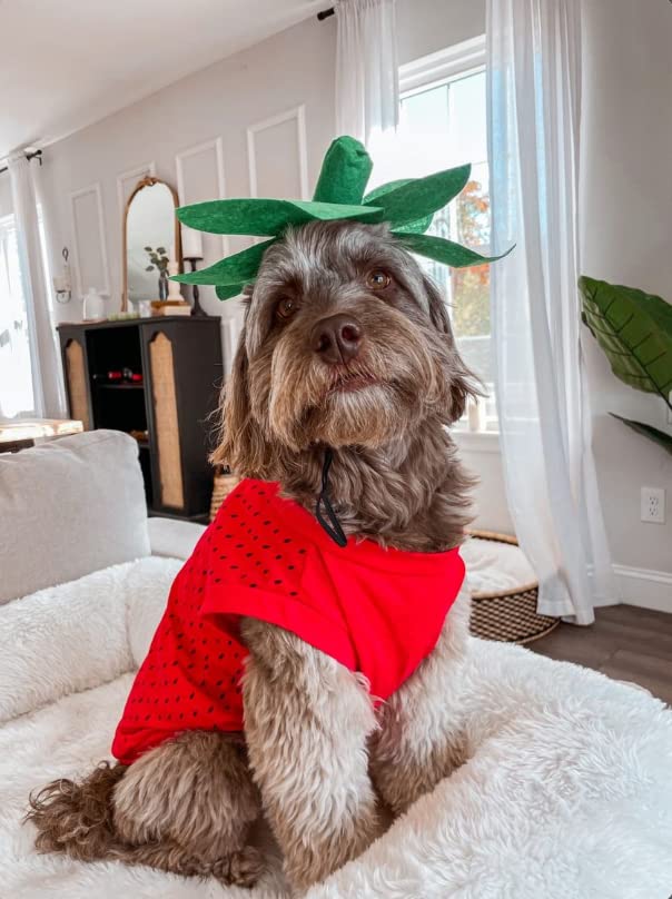 Midlee costume-chien-fraise-moyen-modeles-dachshund, compatible avec teckel miniature.