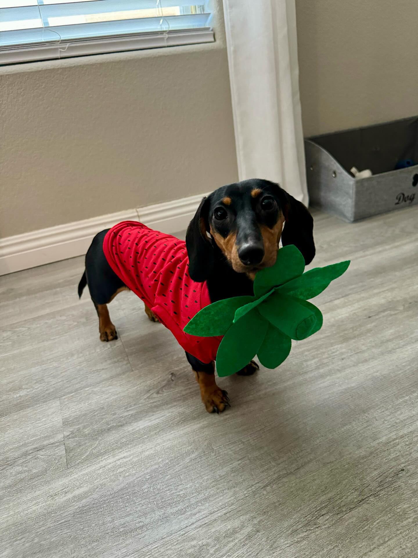 Midlee costume-chien-fraise-moyen-parade, parfait pour défilés et fêtes.