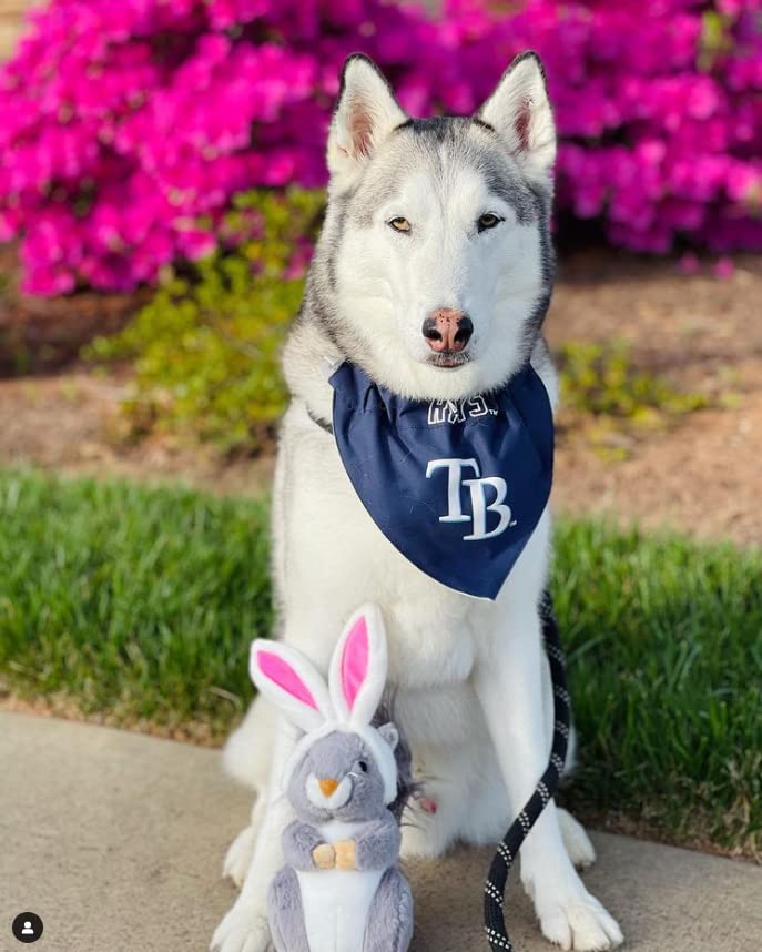 Midlee peluche écureuil: corps de 9 pouces pour chiens robustes.