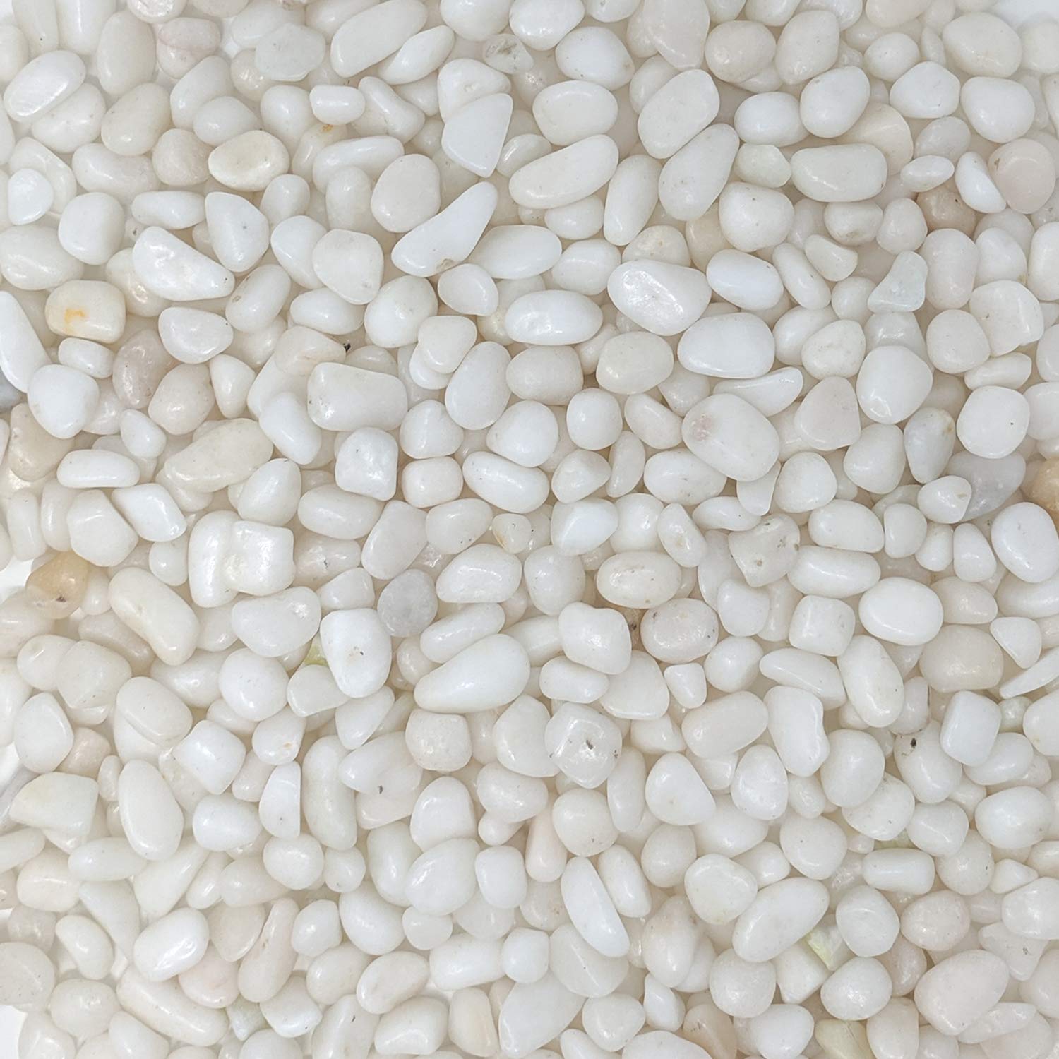 Midwest Hearth galets blancs polis, utilisés comme accents dans terrariums et pots.