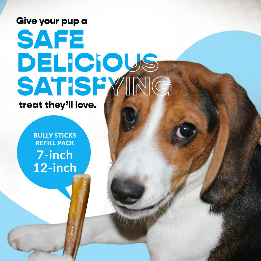 Sans additifs, bullys 7 pouces MIGHTY CHEWZ idéal pour chiens gourmands