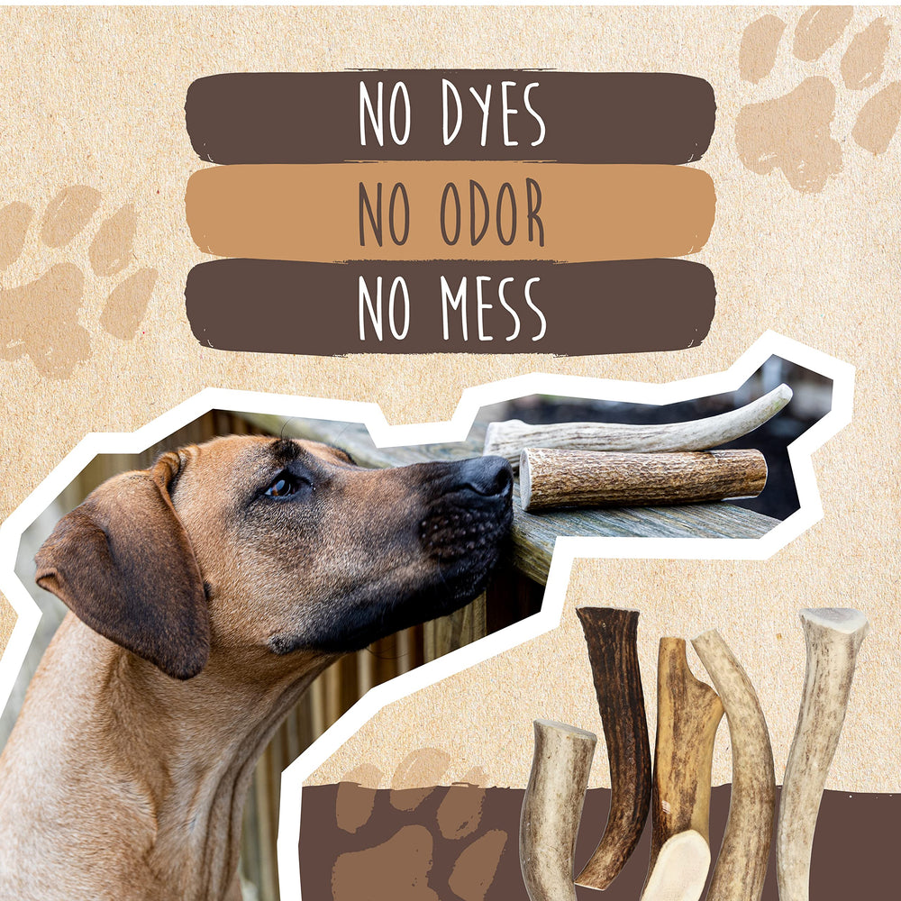 Mighty Paw alternative naturelle aux os bruts pour chien.