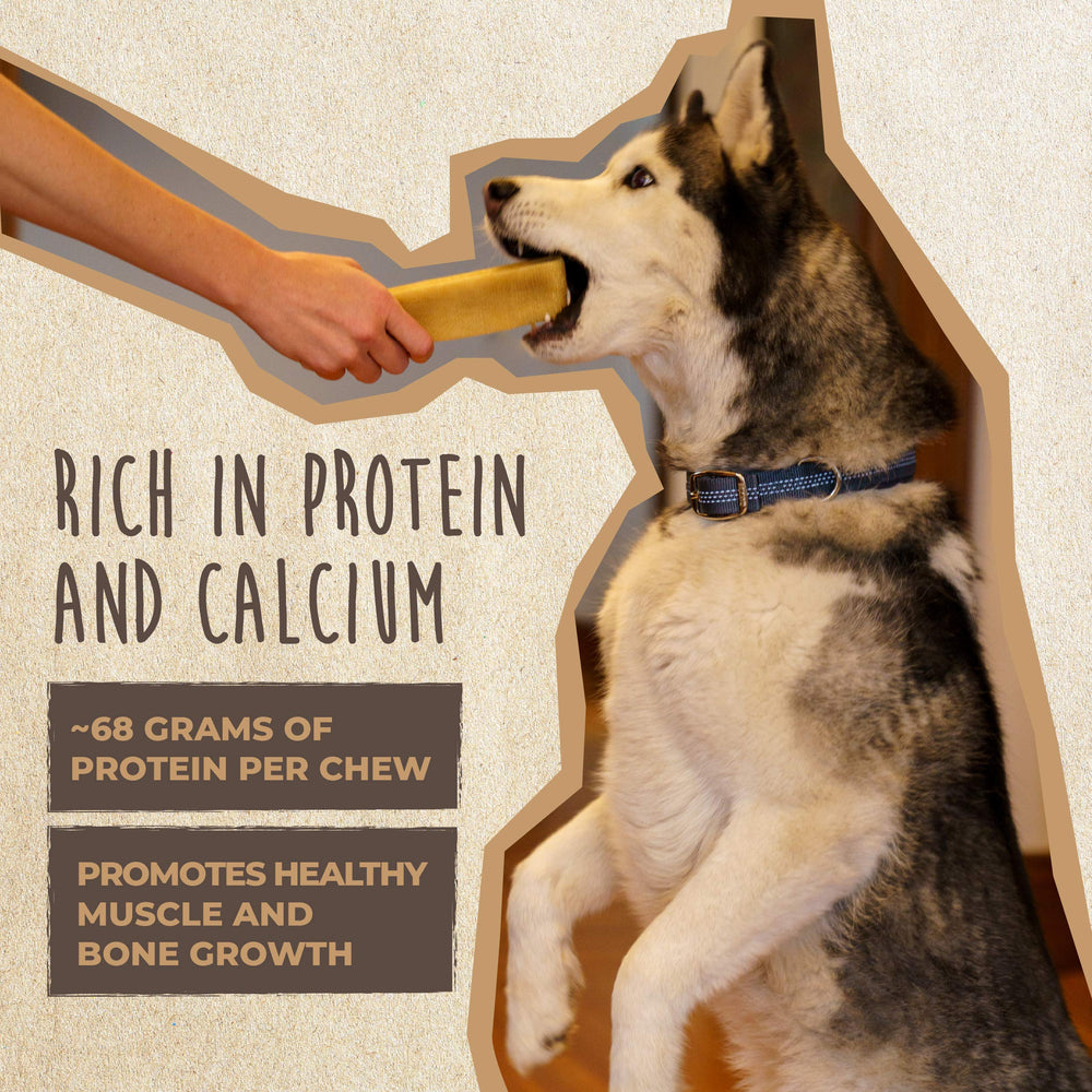 Session de mastication longue avec Mighty Paw, friandise canine durable.