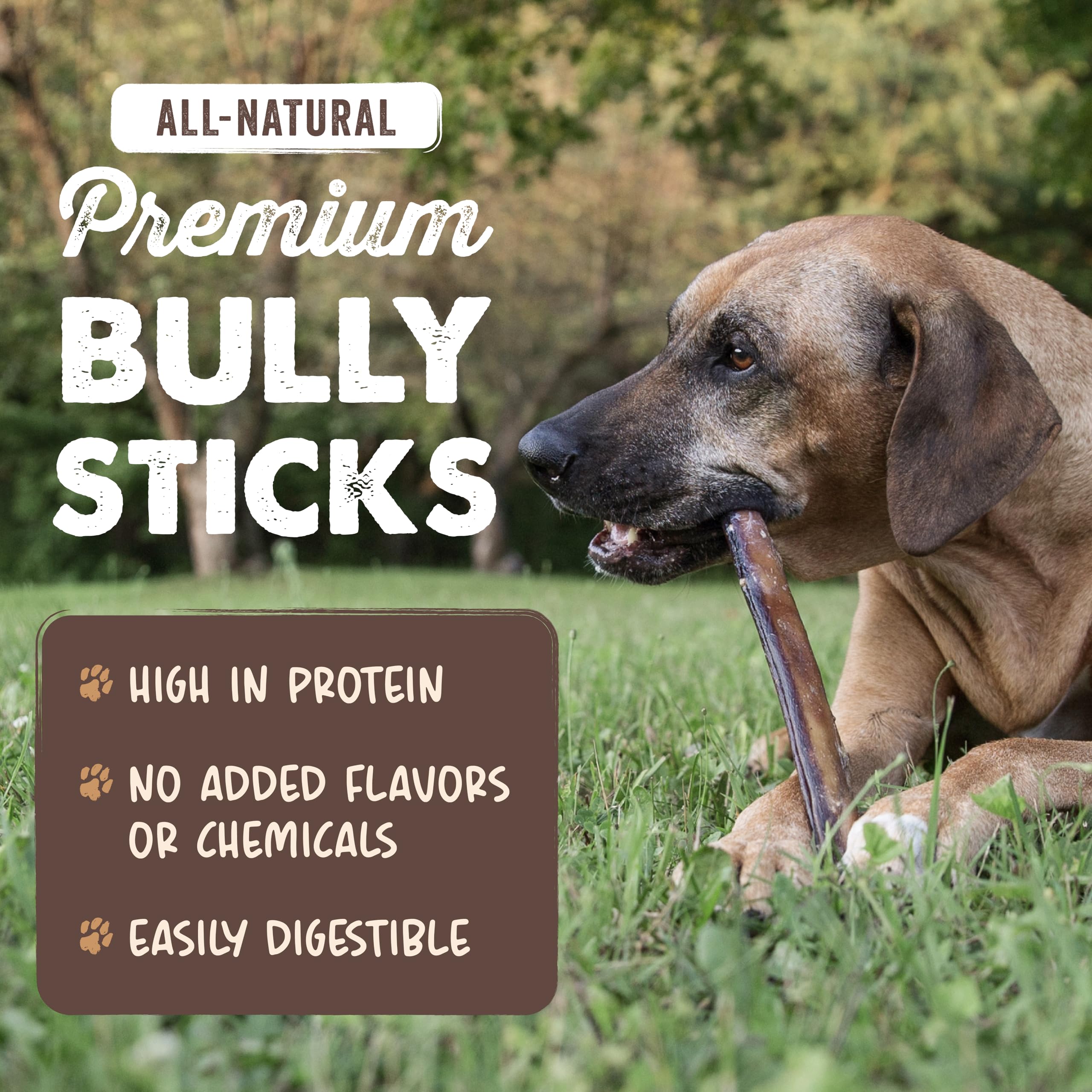 Bâton bully 12 pouces Mighty Paw Naturals, texture naturelle de bœuf.