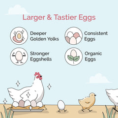 Mile Four bio non-OGM pour poulets, grains certifiés.