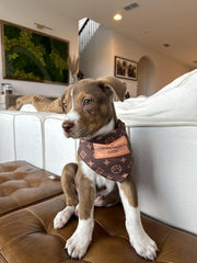 Matériau premium en polyester, bandana Millionaire Mutt, lavage facile.