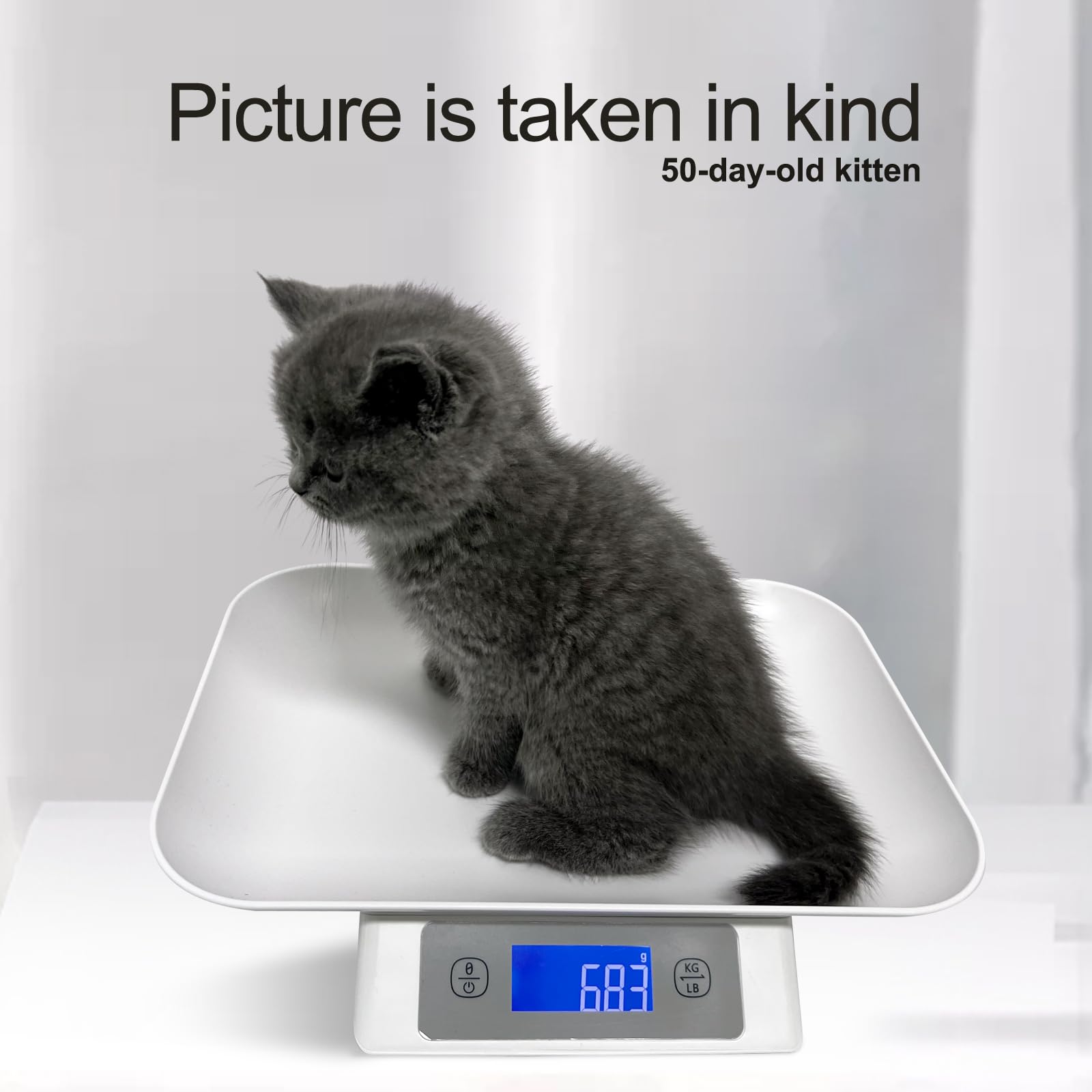 Utilisation quotidienne avec MINDPET-MED pour chatons et reptiles.