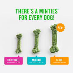 Minties: couleur ivoire des friandises dentaires pour petits chiens