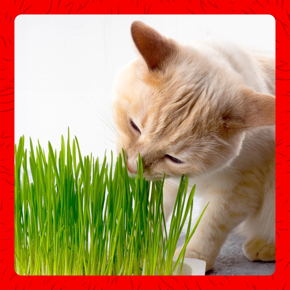 Miracle Care Nutrition Niacine et B-Vitamines: complément nutritionnel pour chats.