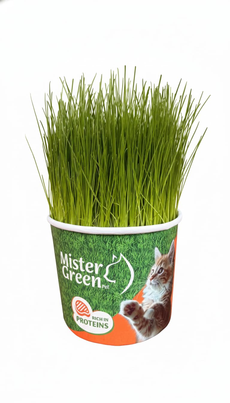Mister Green Pet: kit prêt, assemblé aux États‑Unis et durable