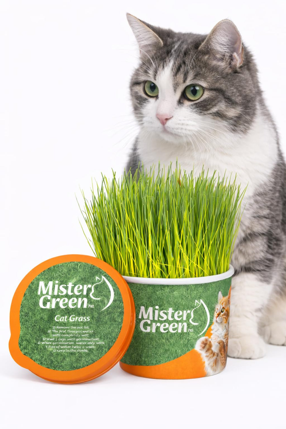 Kit Mister Green Pet: emballage prêt à cultiver l’herbe des chats pour intérieur