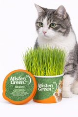 Kit Mister Green Pet: emballage prêt à cultiver l’herbe des chats pour intérieur