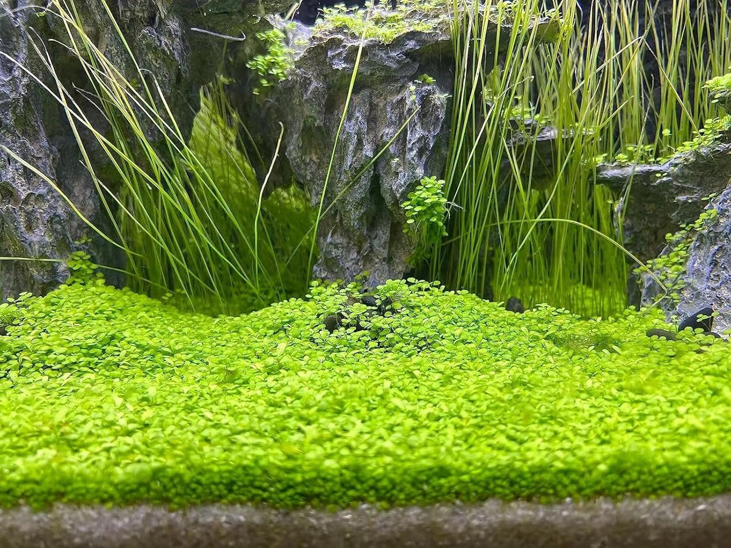 MISUHALOU plante gazon facile pour débutants, idéal pour créer un tapis verdoyant.