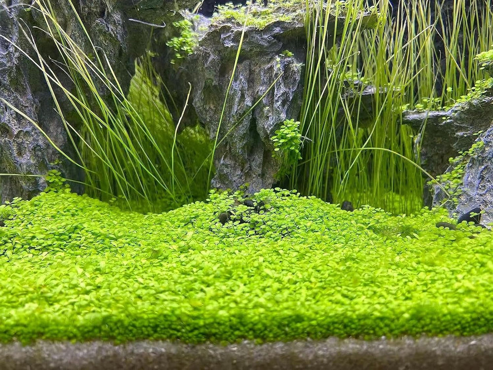 MISUHALOU plante gazon facile pour débutants, idéal pour créer un tapis verdoyant.