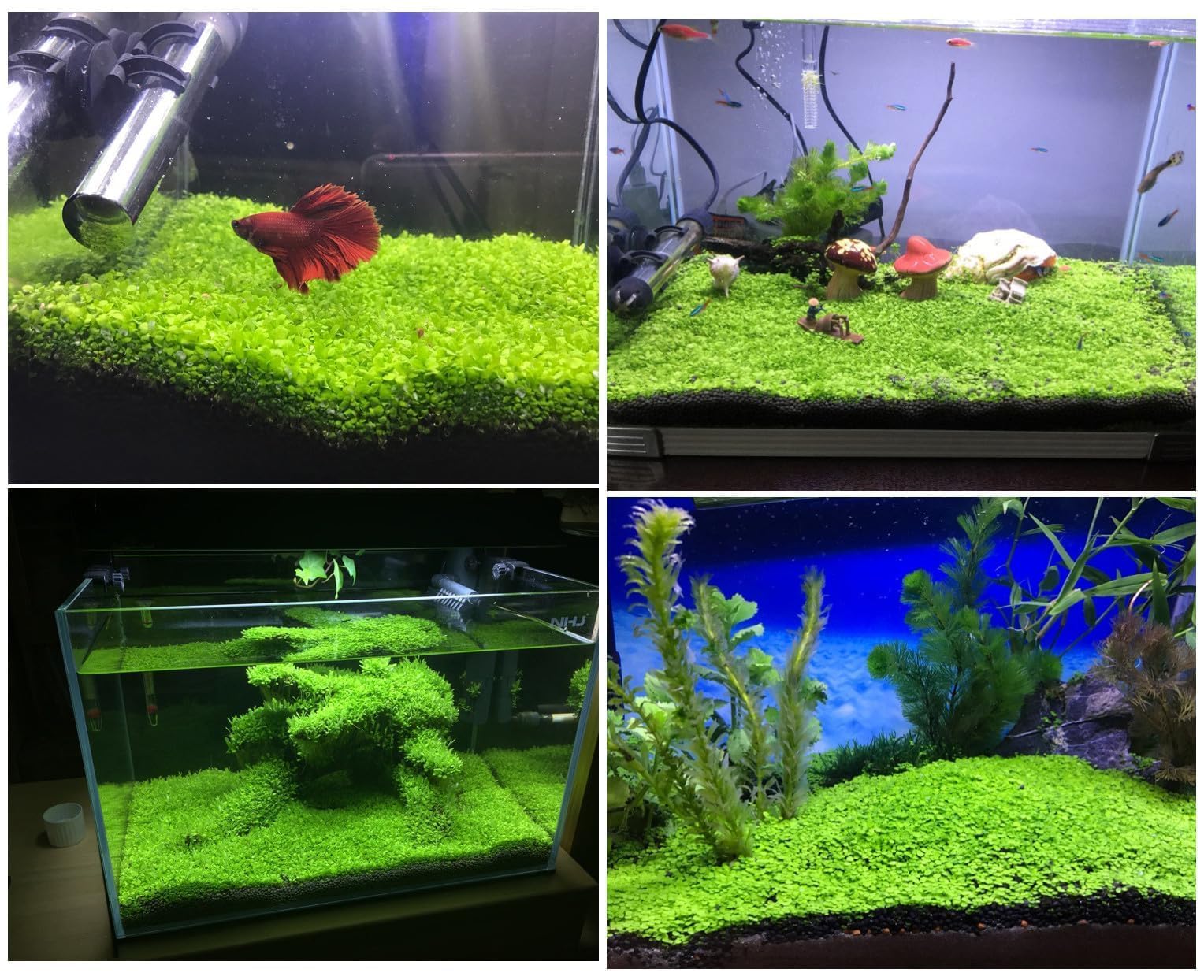 MISUHALOU Dwarf Leaf S.e.e.ds, décor vivant qui enrichit l’environnement aquatique.