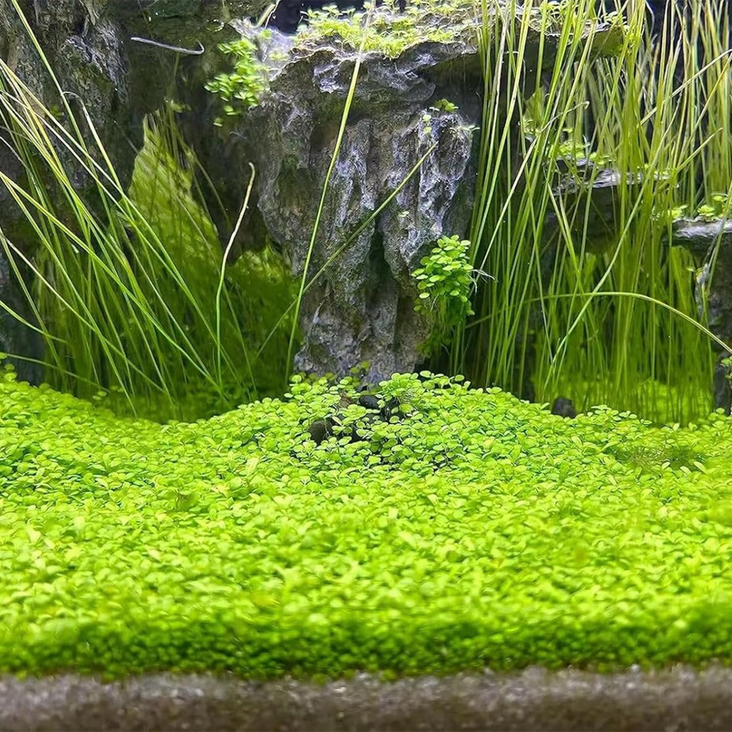 MISUHALOU Dwarf Leaf S.e.e.ds, entretien simple et croissance rapide pour débutants.