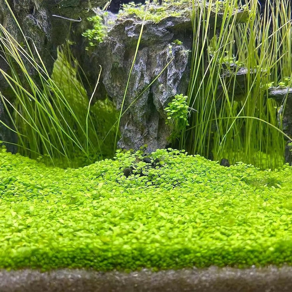MISUHALOU Dwarf Leaf S.e.e.ds, entretien simple et croissance rapide pour débutants.
