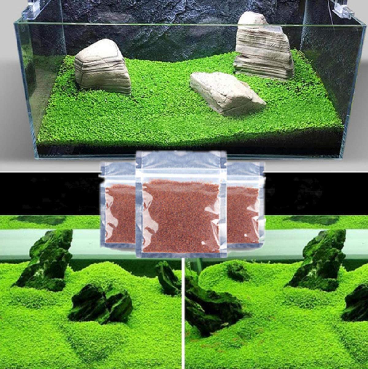 MISUHALOU Plante gazon d'aquarium avec trois sachets, couverture pratique pour tout aquarium.