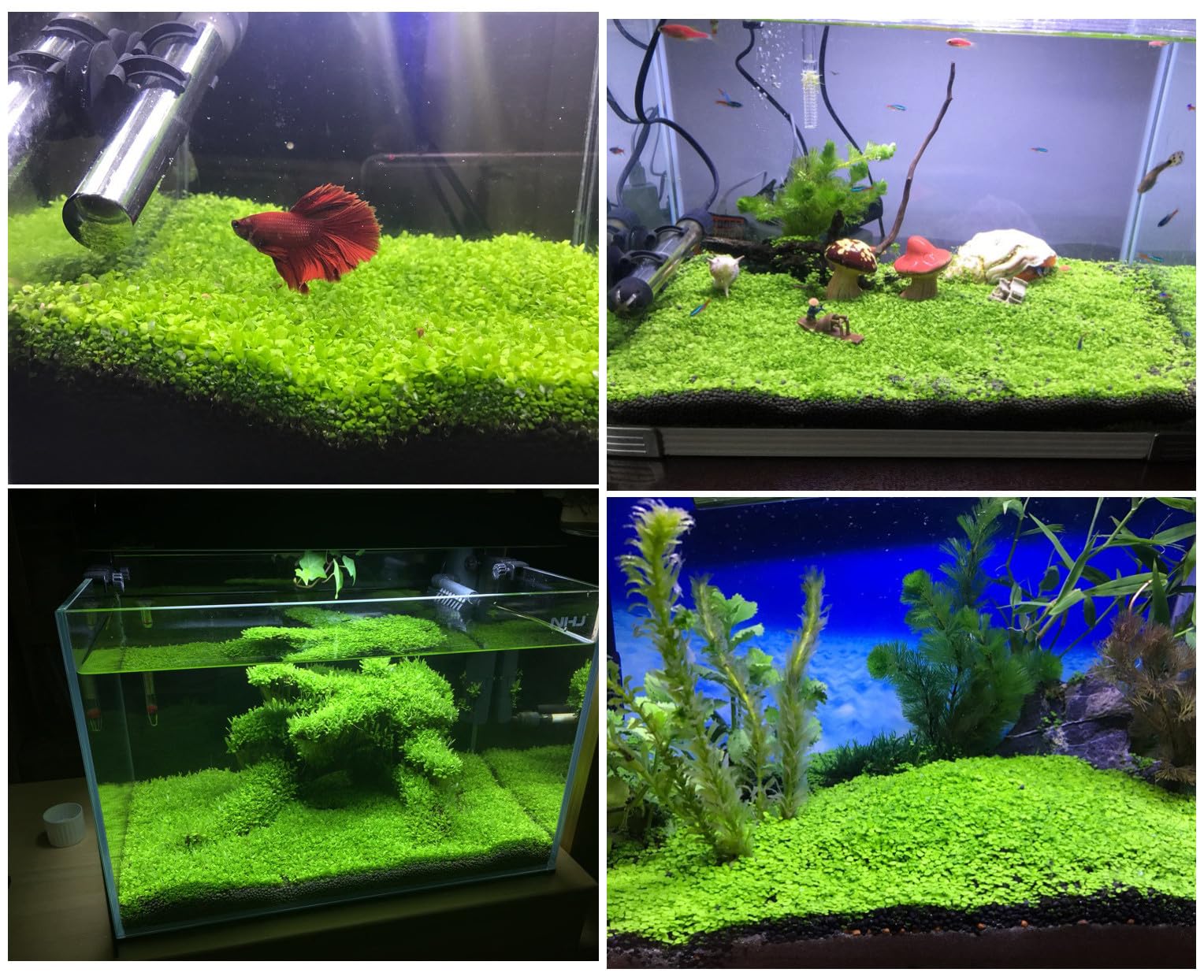 MISUHALOU Plante gazon d'aquarium tolérant 25-28 °C, croissance rapide pour aquariums variés.