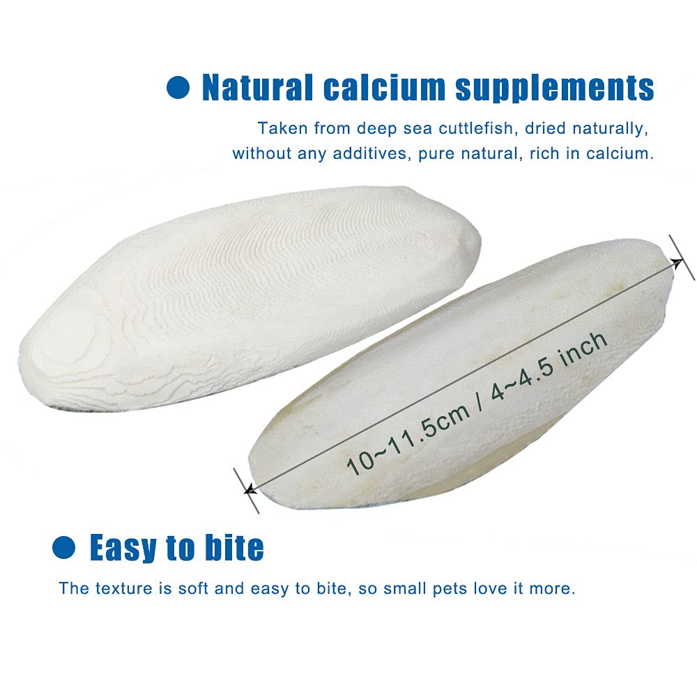 Mivofun Cuttlebone, vue arrière, soutient le squelette des reptiles en douceur.