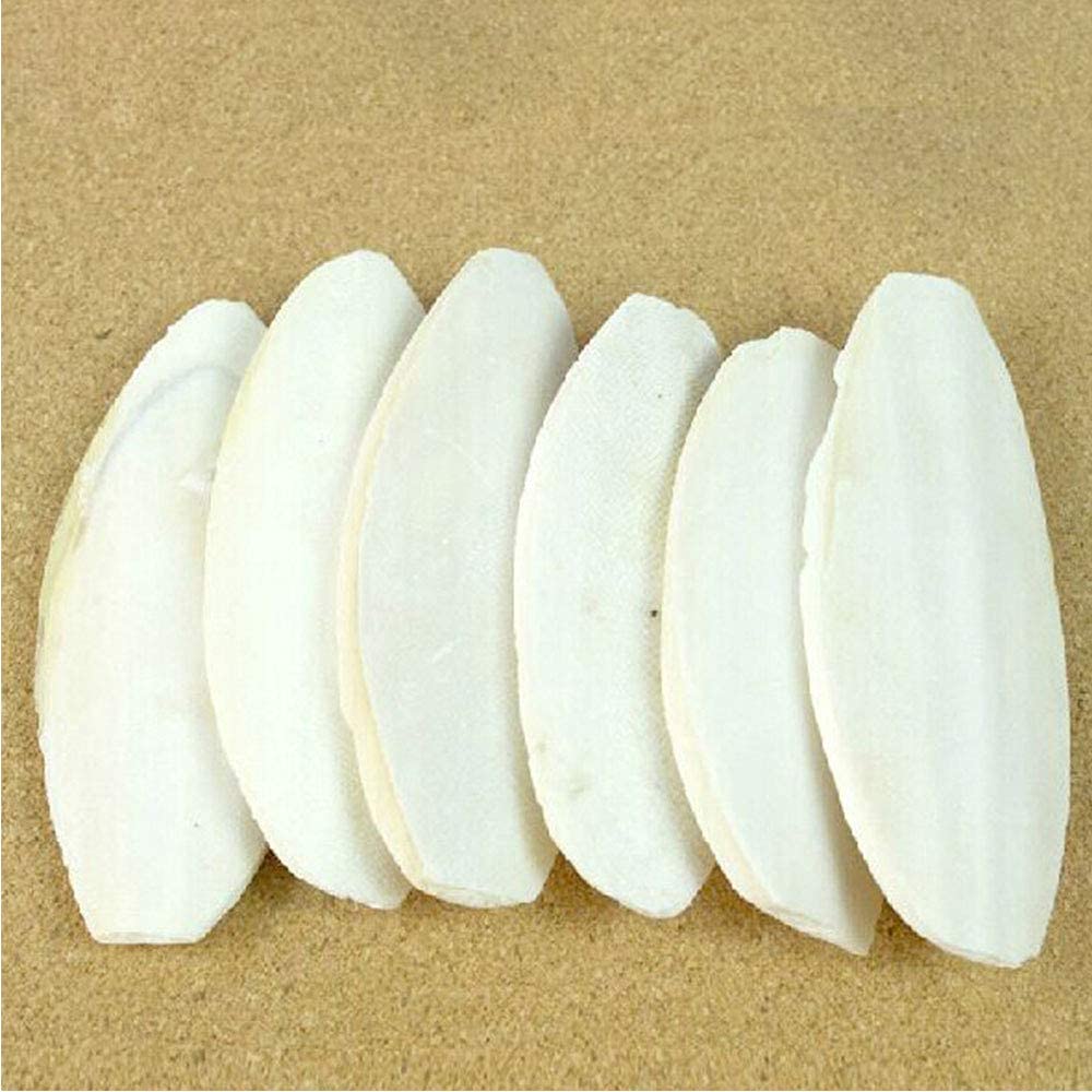 Mivofun Cuttlebone, utilisation simple, parfait pour tortues et autres petits animaux.
