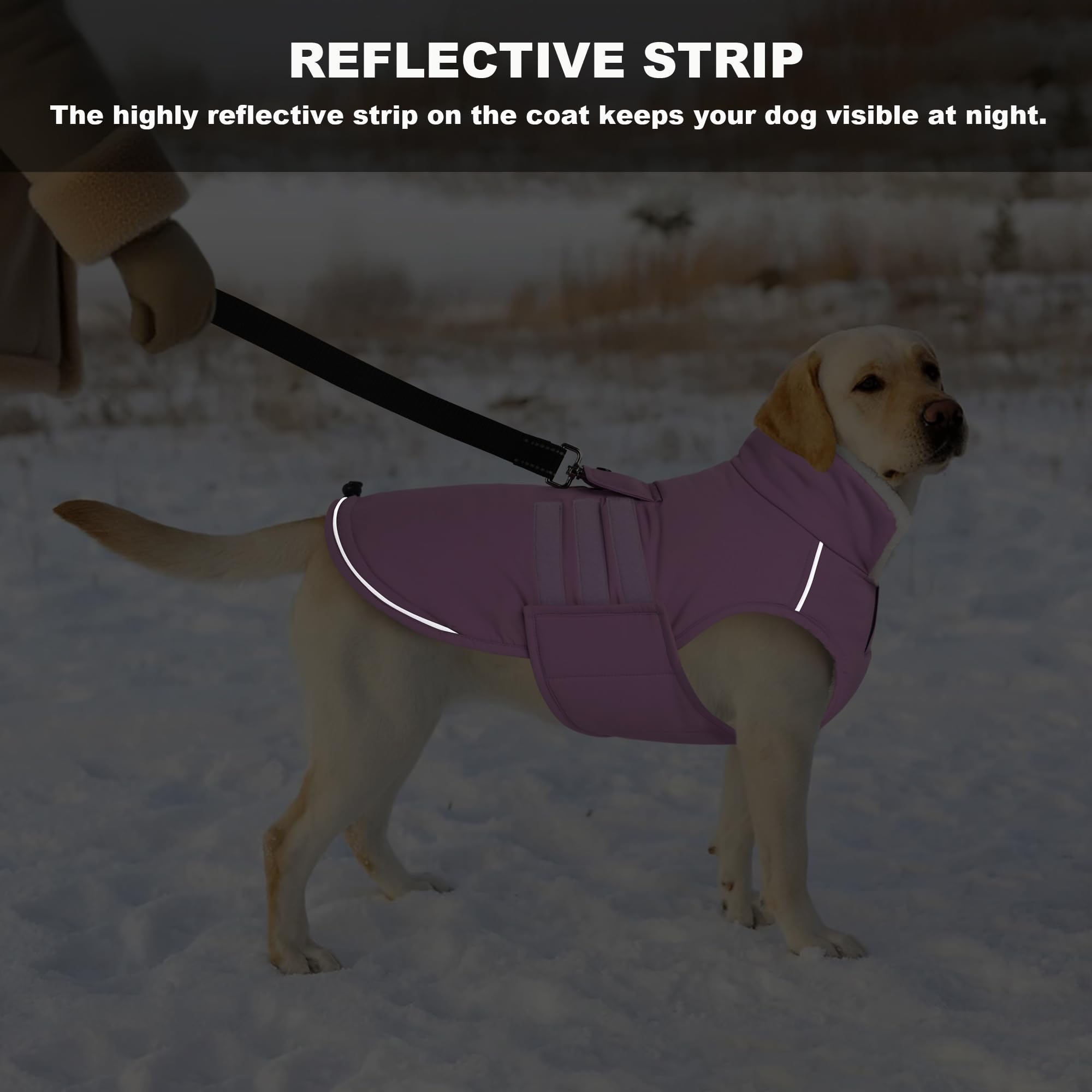 Mklhgty manteau chien hiver lilas, ouverture pour laisse sur l'arrière.