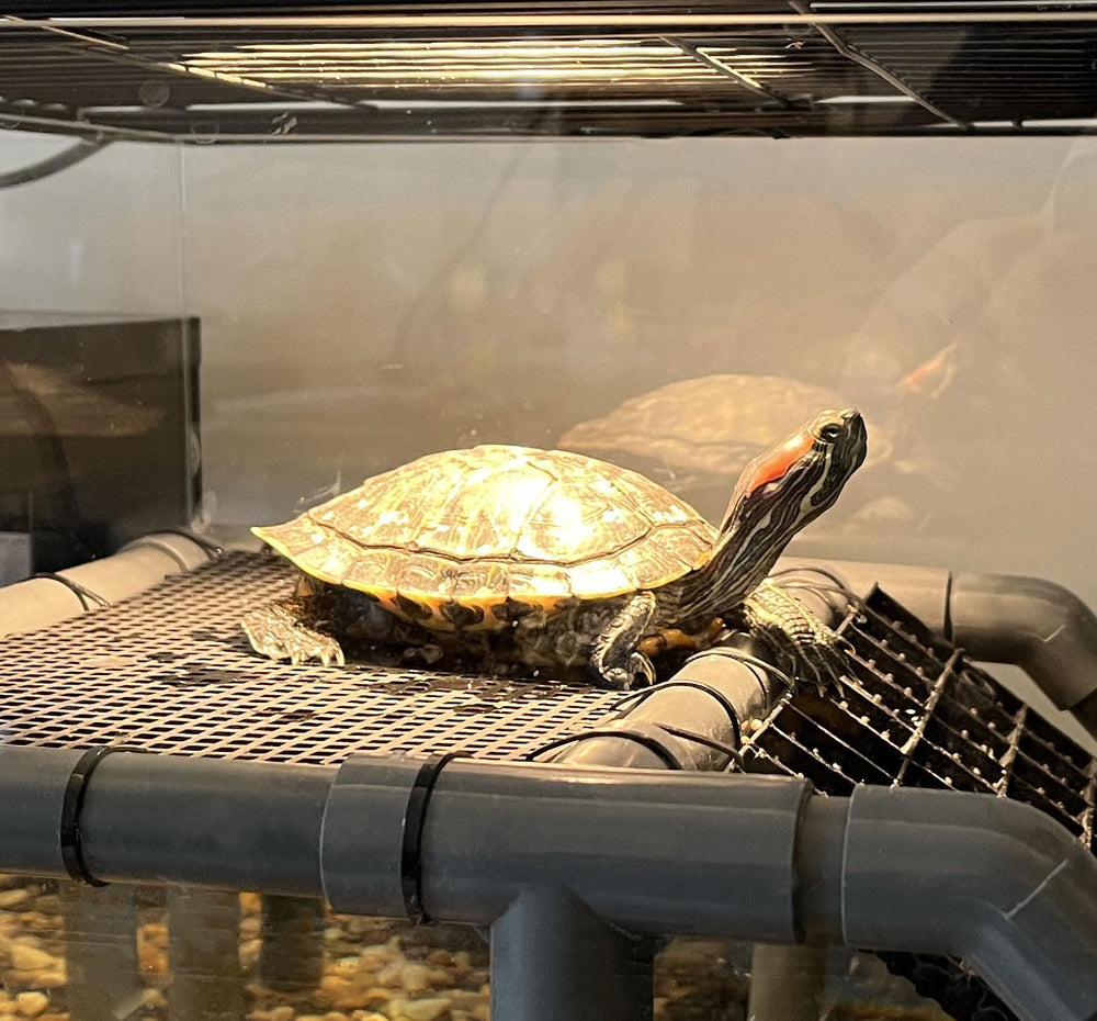 MLONDHSU Plateforme spacieuse, repos détendu pour tortue.