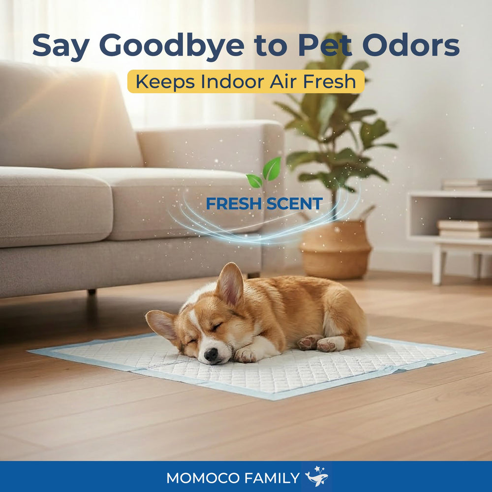 MoMoCo Whale Pads, tapis-pipi absorption en 1 seconde pour propreté rapide.