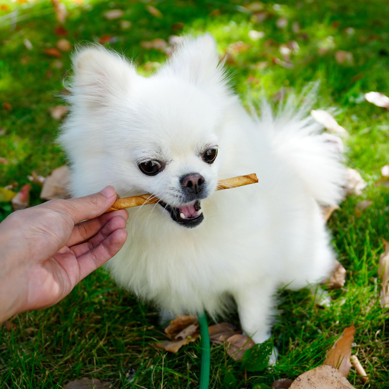 MON2SUN arôme poulet frais, snack savoureux pour jeux