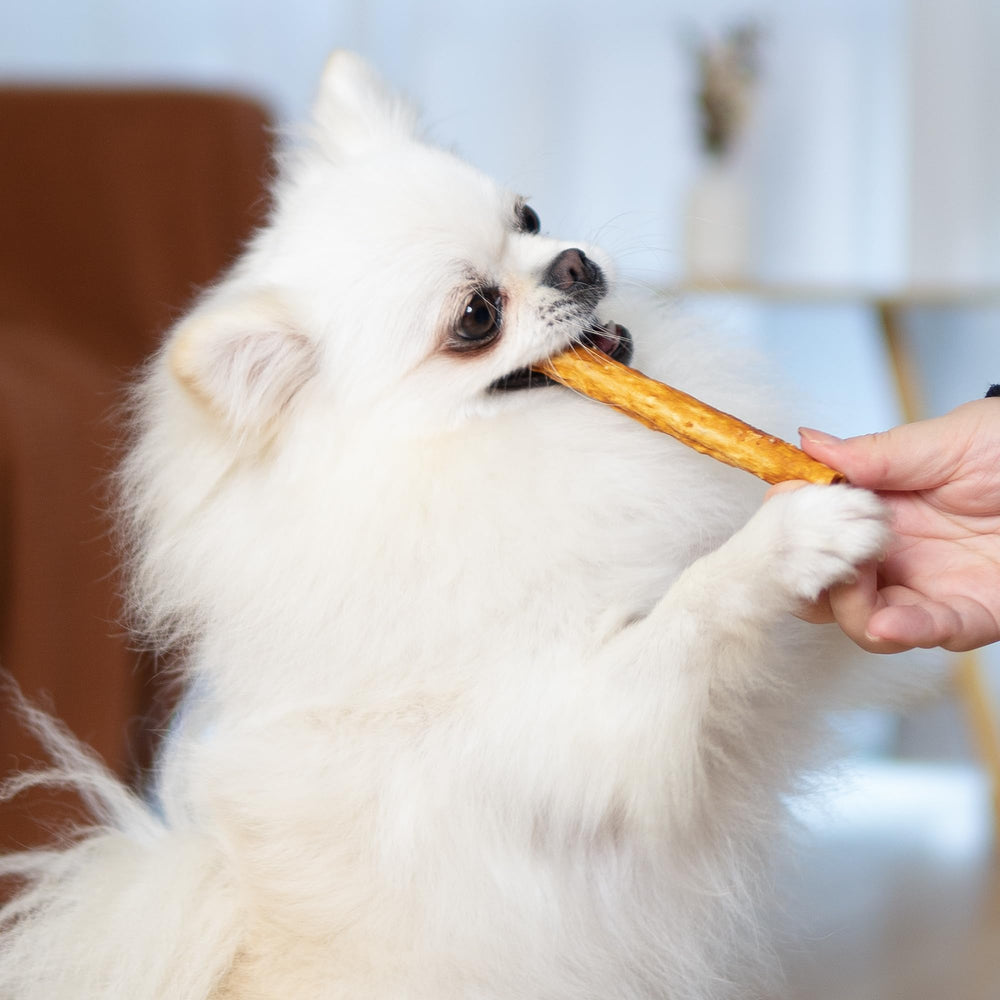 MON2SUN solution dentition – morsure longue duree pour chiens taille moyenne