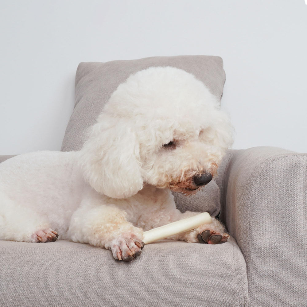 MON2SUN Texture lisse sans colorants artificiels pour chiens