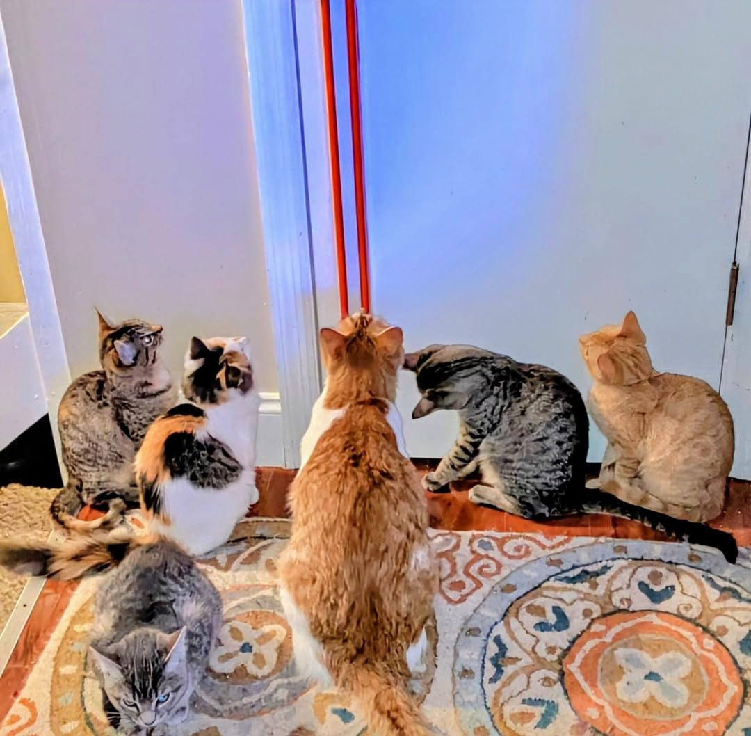 Chat heureux utilisant Moody Pet Fling-ama-String en action