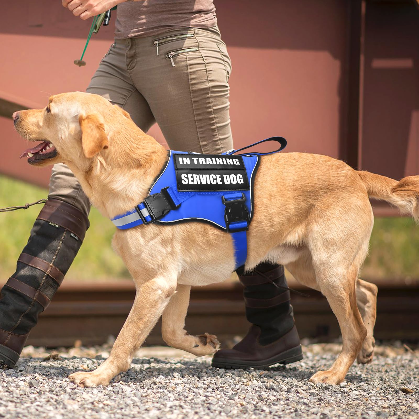 Carte d'identité MOOGROU et patches affichant les infos du chien.