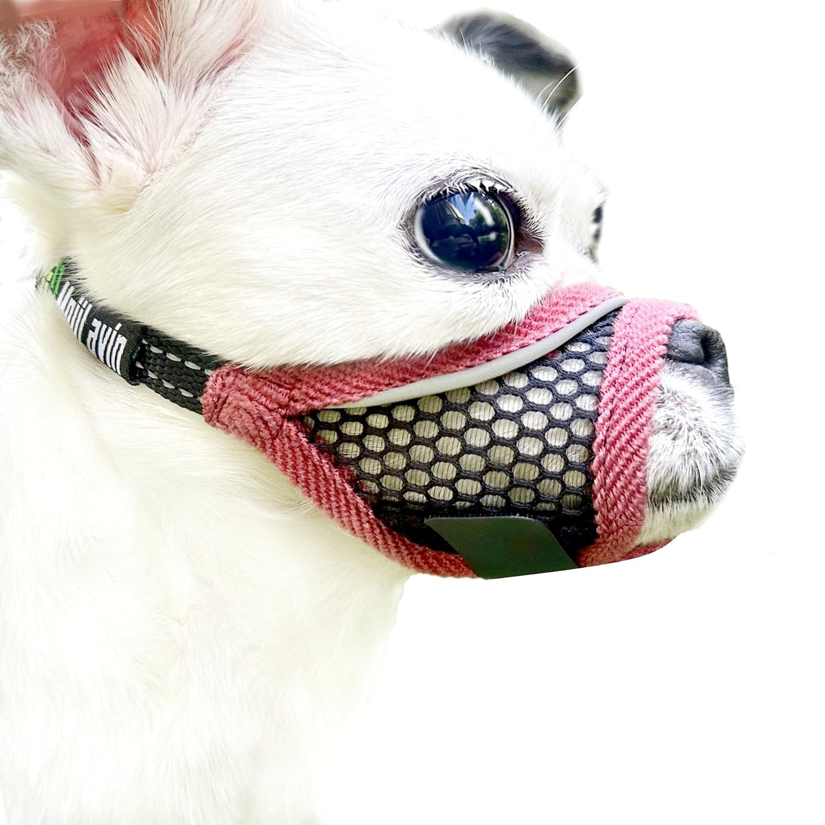 MoiiLavin museau doux pour petit chien XS, port sûr et confortable.
