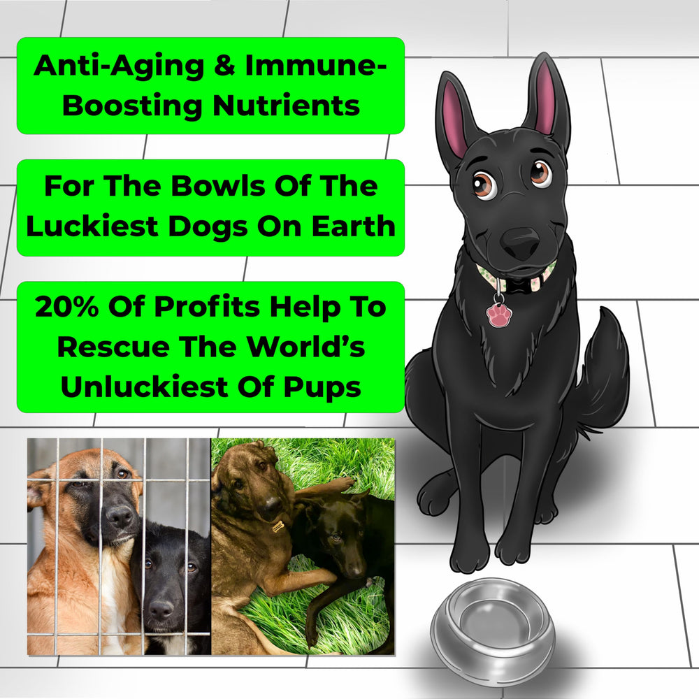 More Dog Days: ingrédients biologiques et formulation naturelle pour chiens.