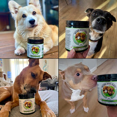 More Dog Days: omega-3 et spiruline riches en antioxydants pour chien.