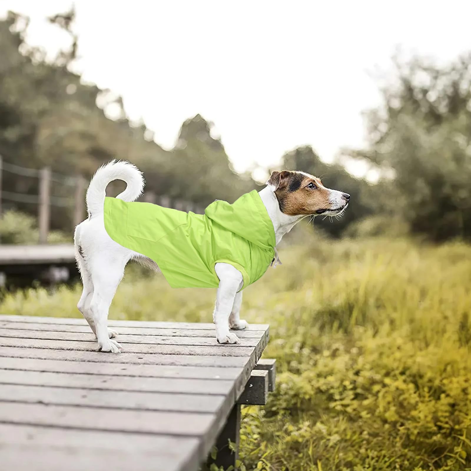 Morezi imperméable chien vert clair utilisation hivernale, idéal par temps froid.