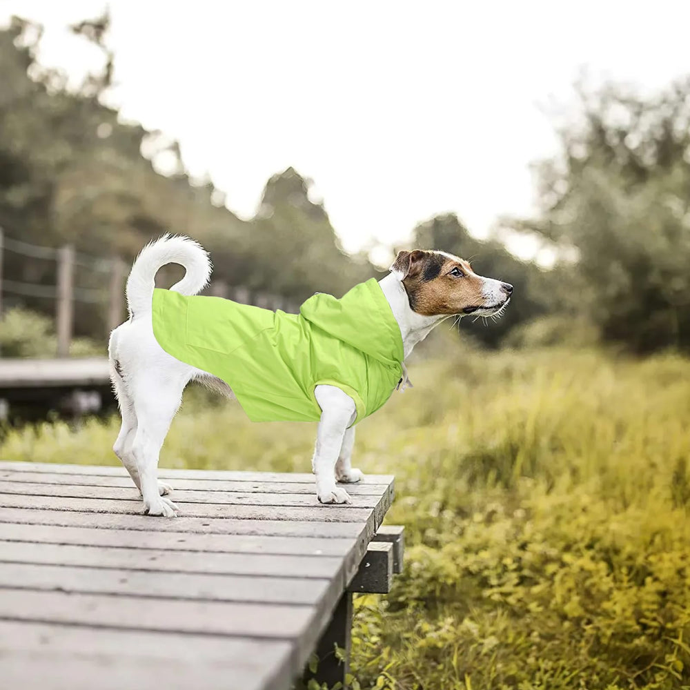 Morezi imperméable chien vert clair utilisation hivernale, idéal par temps froid.