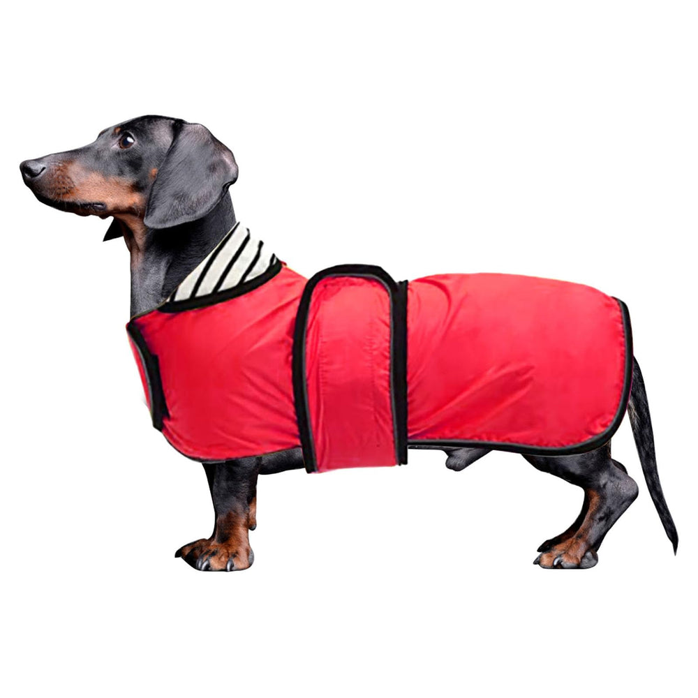 Morezi imperméable pour teckel à long dos, protection légère contre la pluie lors des sorties.