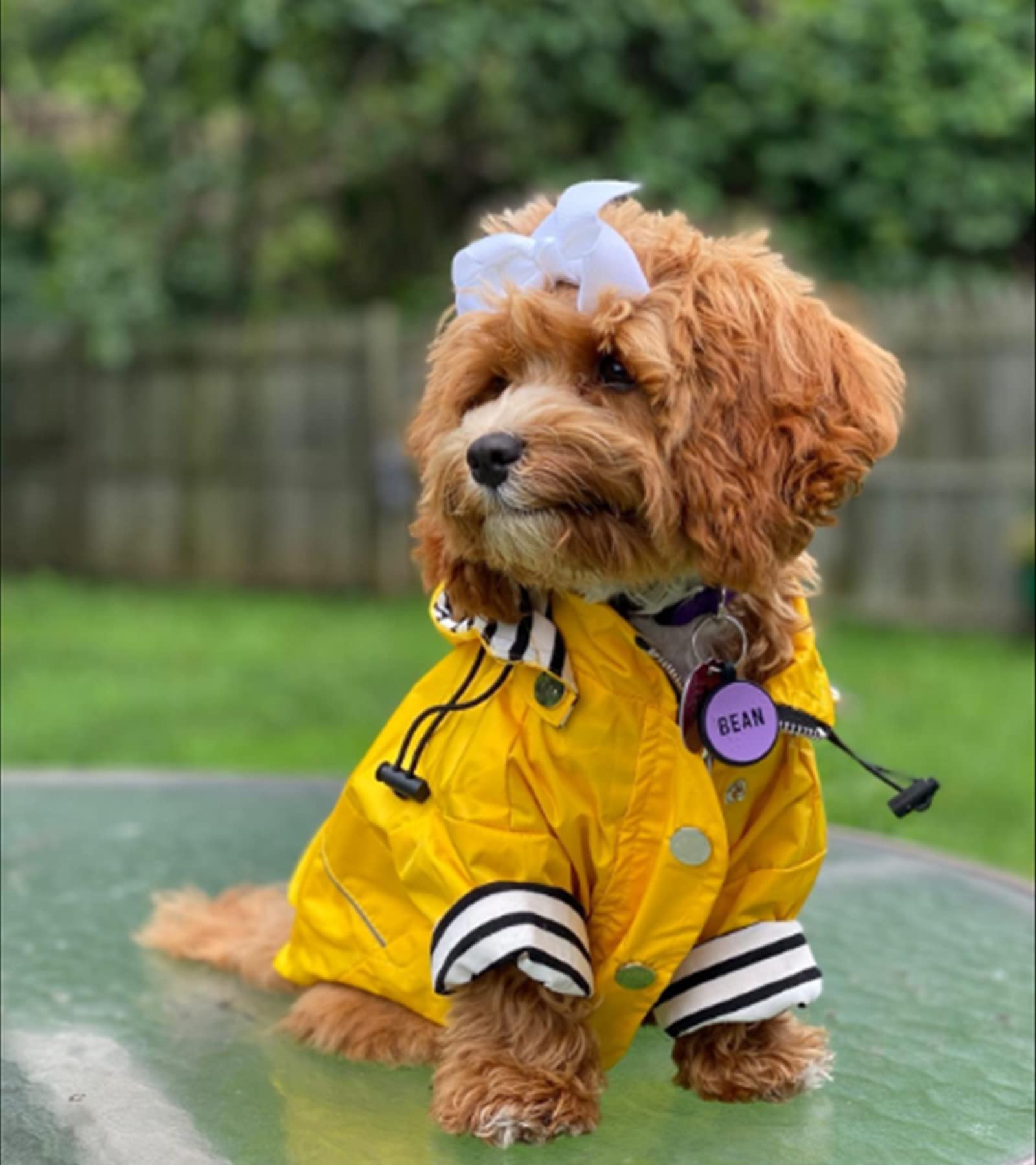 Manteau Morezi taille moyenne adaptée à chiens de 3 à 36 kg.