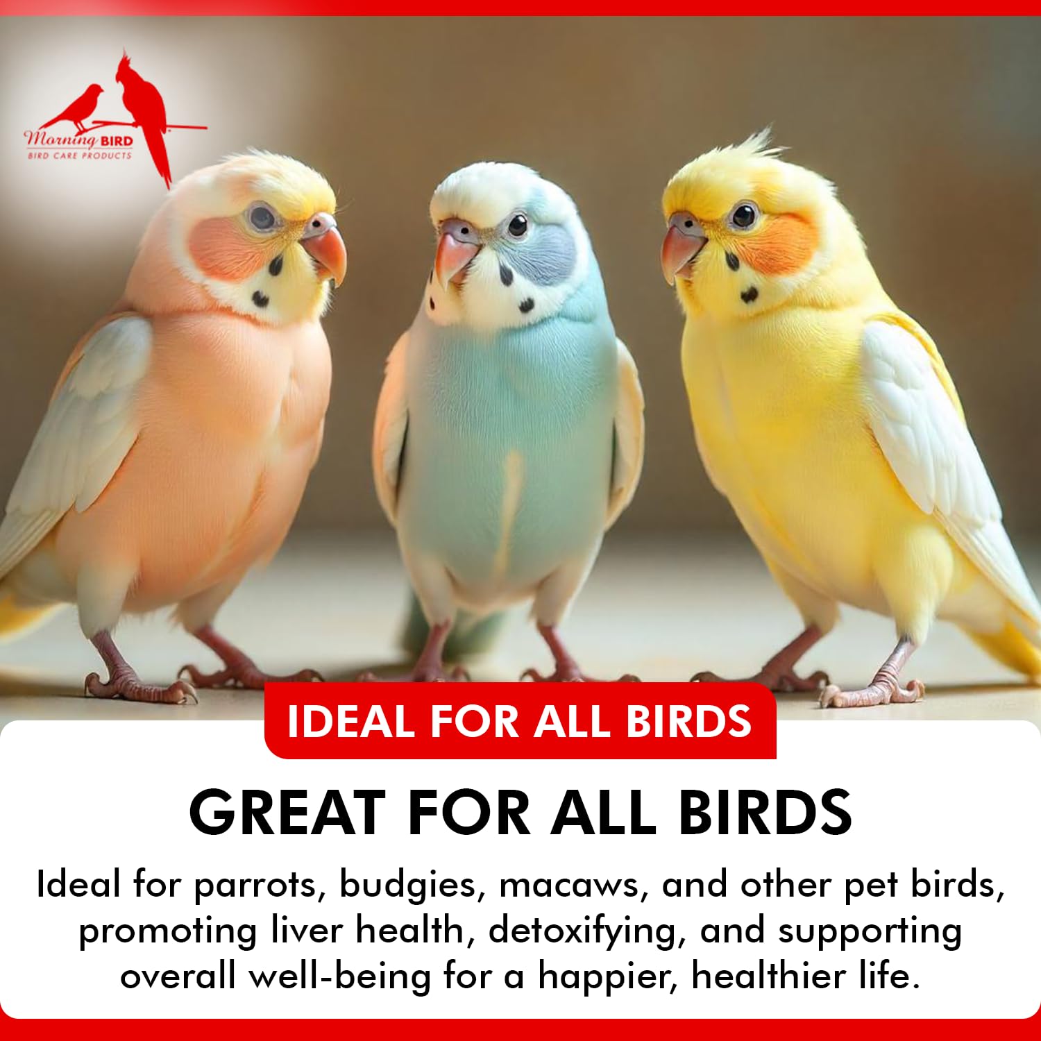 Morning Bird gouttes directes, administration pratique dans la routine de soins.