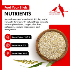 Morning Bird Millet Blanc Proso – grains en action, oiseaux en train de manger.