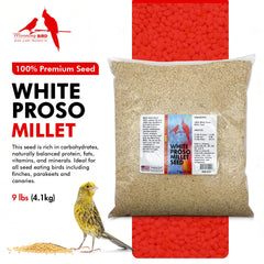Morning Bird Millet Blanc Proso – grains lumineux pour une alimentation saine des oiseaux.