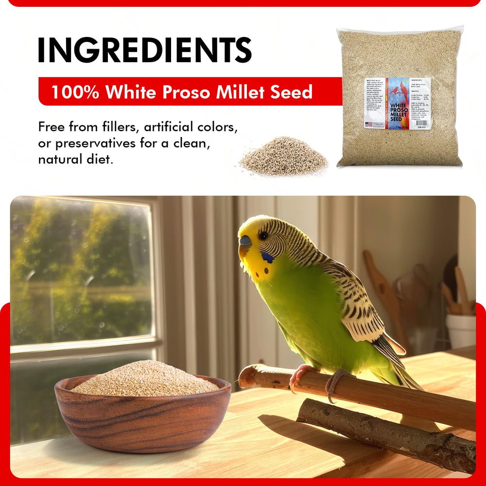 Morning Bird Millet Blanc Proso – grains prêts à être servis dans le bol des oiseaux.
