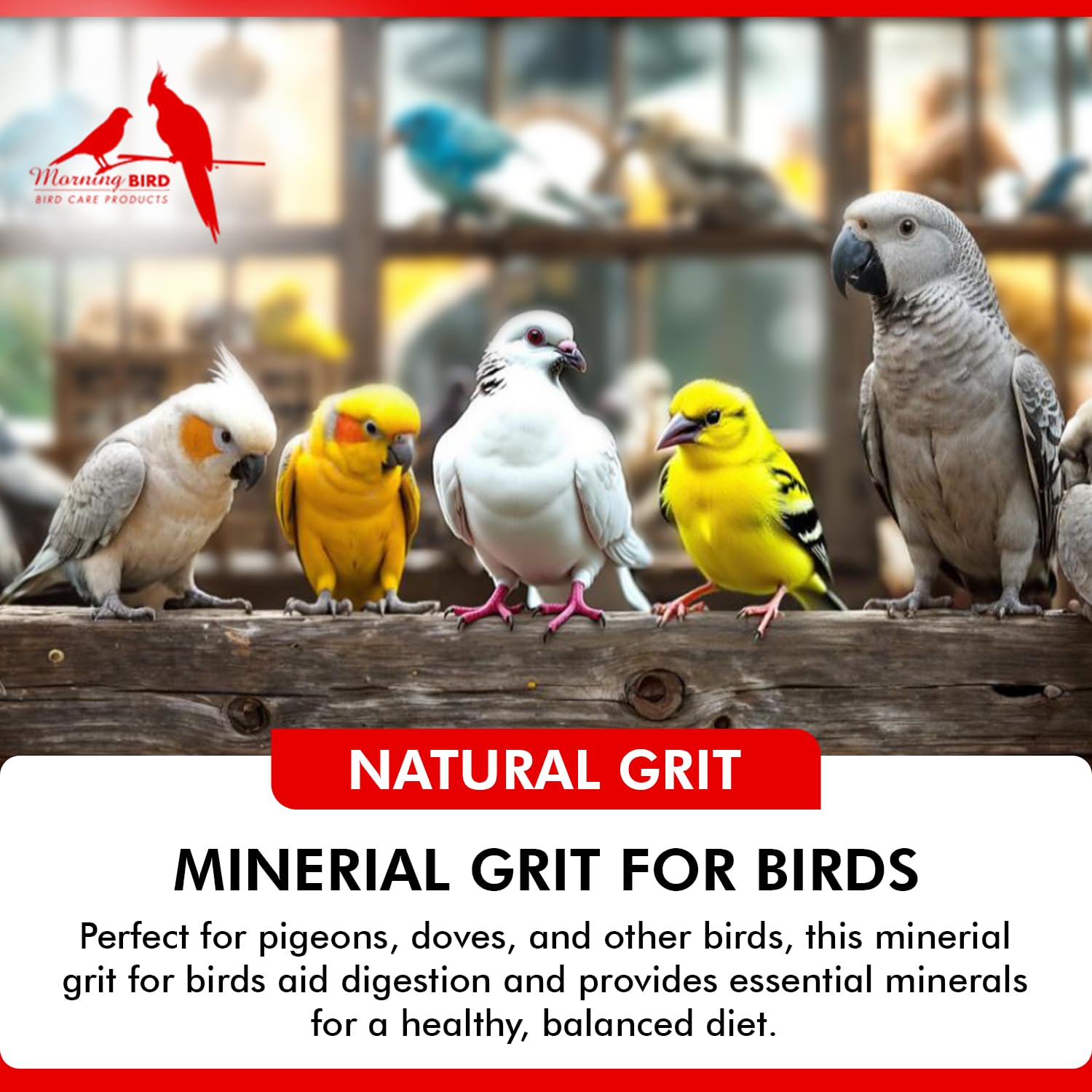 Morning Bird Pigeon Grit montre le pigeon mangeant le grit lors d'un repas.